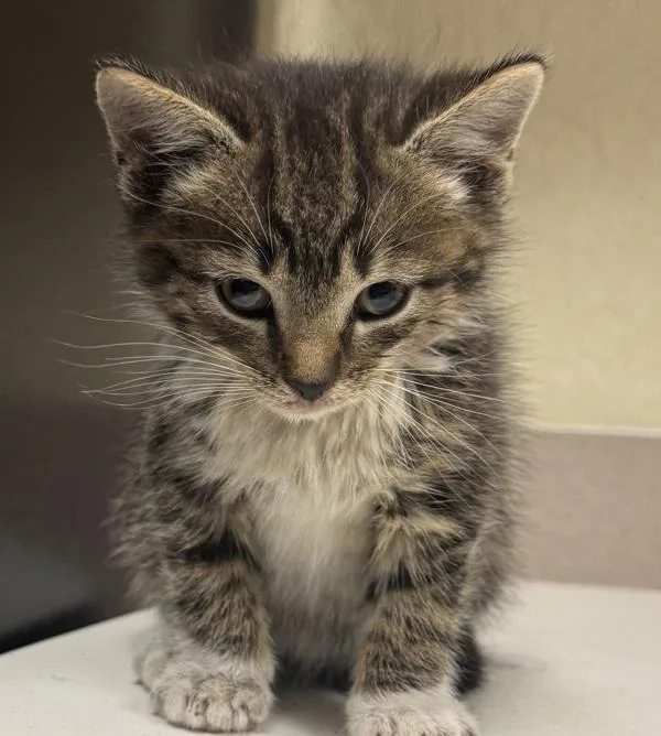 A baby small-sized male Domestic Short Hair cat named Elvis Presley for adoption in Salisbury, MD