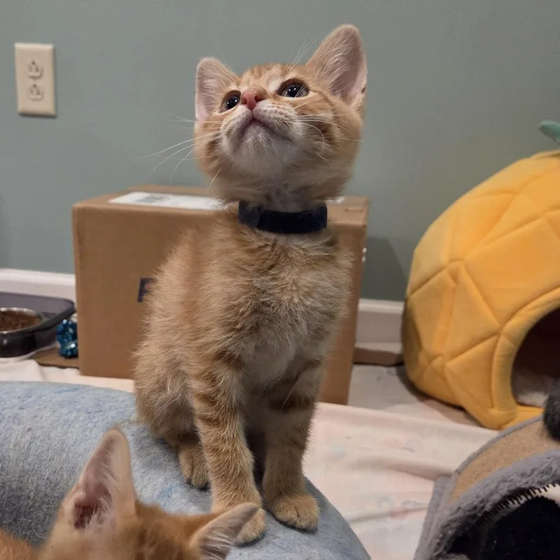 A baby small-sized male Orange / Red Domestic Short Hair cat named Calf for adoption in Normal, IL
