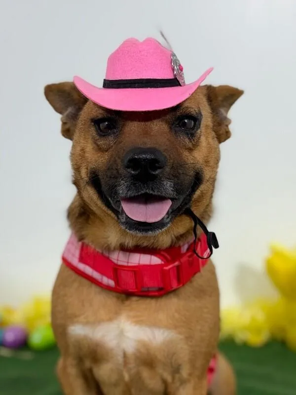 An adult medium-sized female Brown / Chocolate Terrier dog named Mary for adoption in Carlsbad, CA
