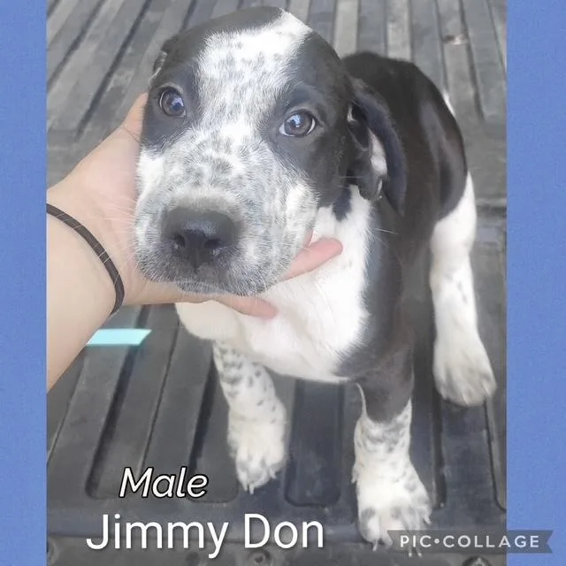 A baby medium-sized male Hound dog named Jimmy Don for adoption in Manchester, CT