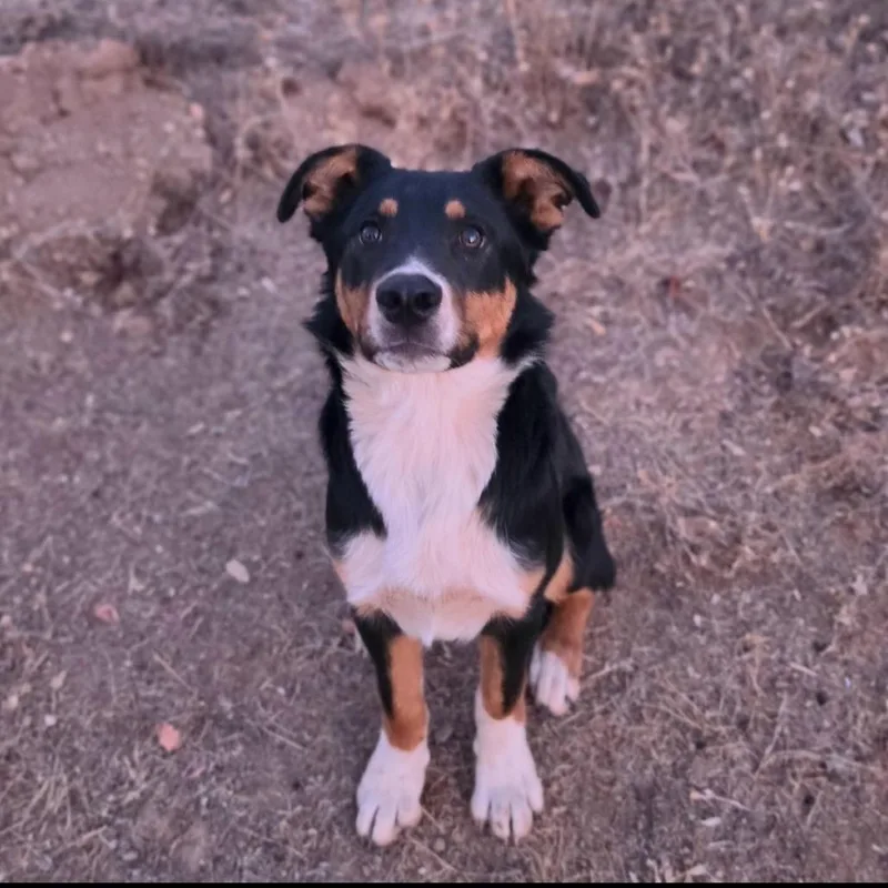 A young medium-sized male Black Australian Shepherd dog named Teddy for adoption in Point Richmond, CA