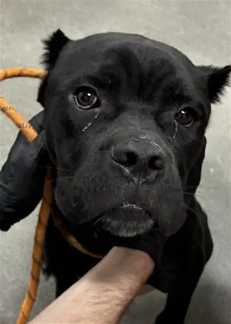 A young large-sized male Cane Corso dog named Grayson for adoption in Upper Marlboro, MD