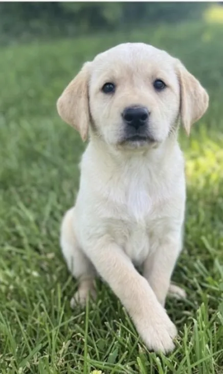 A baby large-sized female Labrador Retriever dog named Heather for adoption in Iron Ridge, WI