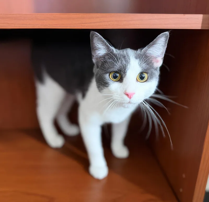 A young small-sized female Gray & White Domestic Short Hair cat named Glitch for adoption in Nashville, TN