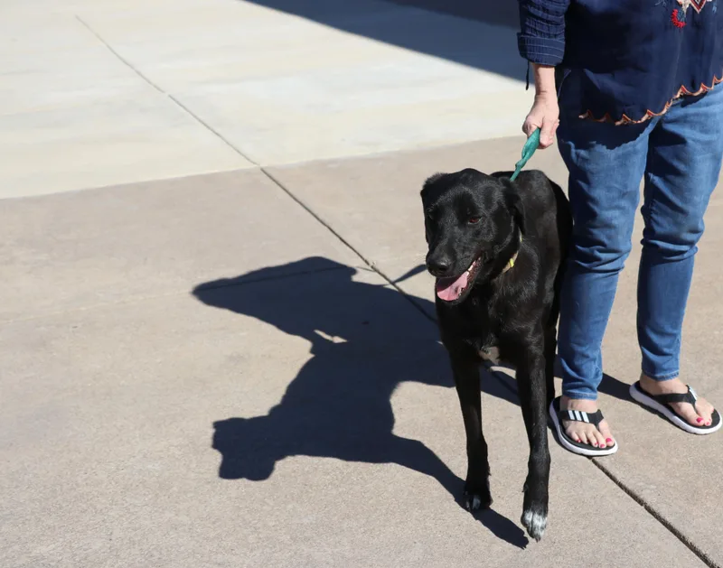 A young medium-sized male Black Labrador Retriever dog named Dweezel for adoption in Pflugerville, TX