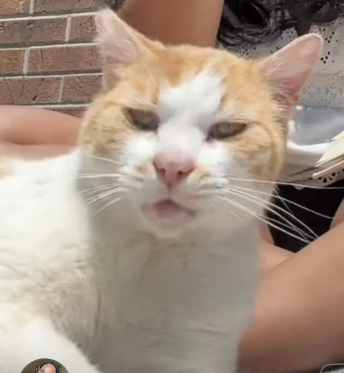 Milo