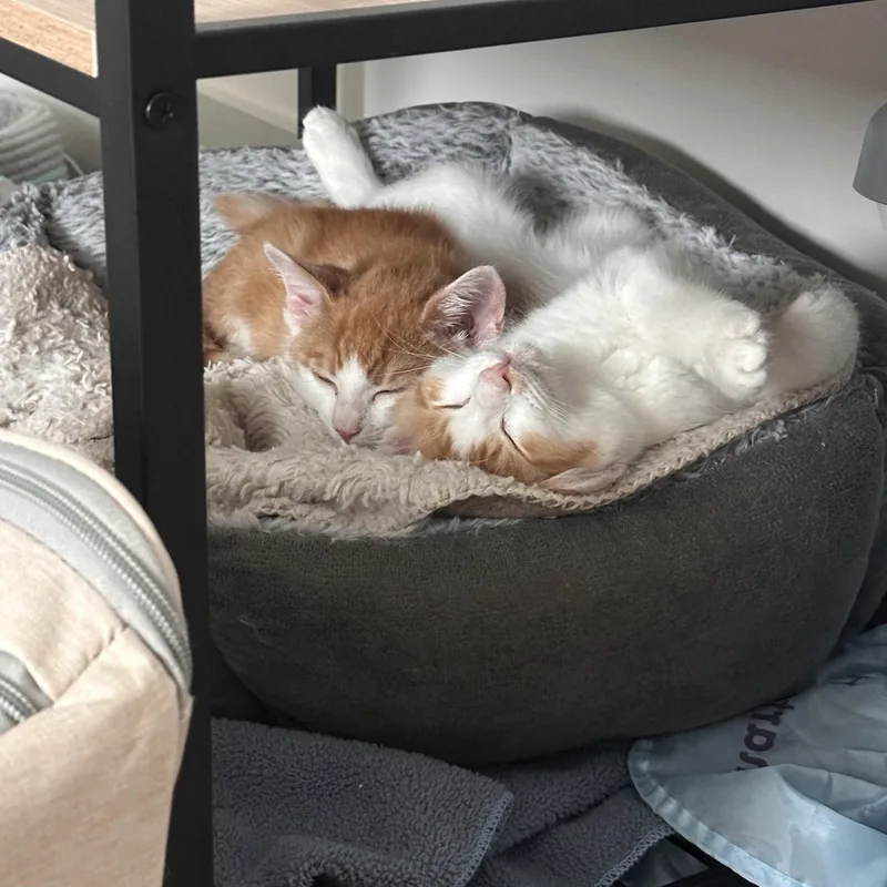 Prometheus & Apollo