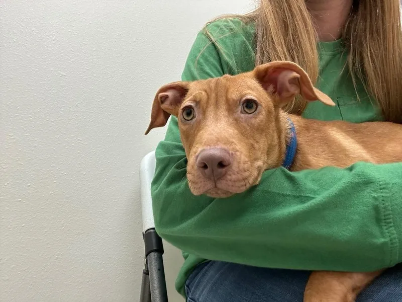 A baby small-sized male Mixed Breed dog named Buttercup for adoption in Newberg, OR