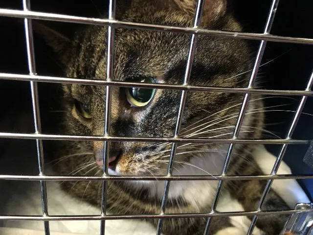 A senior medium-sized female Domestic Short Hair cat named Darling for adoption in Cincinnati, OH