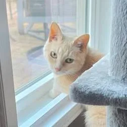 An adult medium-sized female Orange & White Domestic Short Hair cat named Cheeta for adoption in Fort Mill, SC