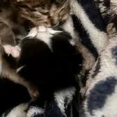 A baby small-sized male Black Domestic Short Hair cat named Shaggy for adoption in Troy, VA