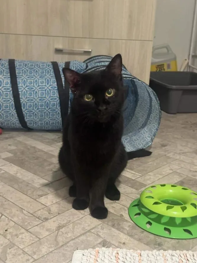 An adult medium-sized male Black Domestic Short Hair cat named Smudge for adoption in Weehawken, NJ