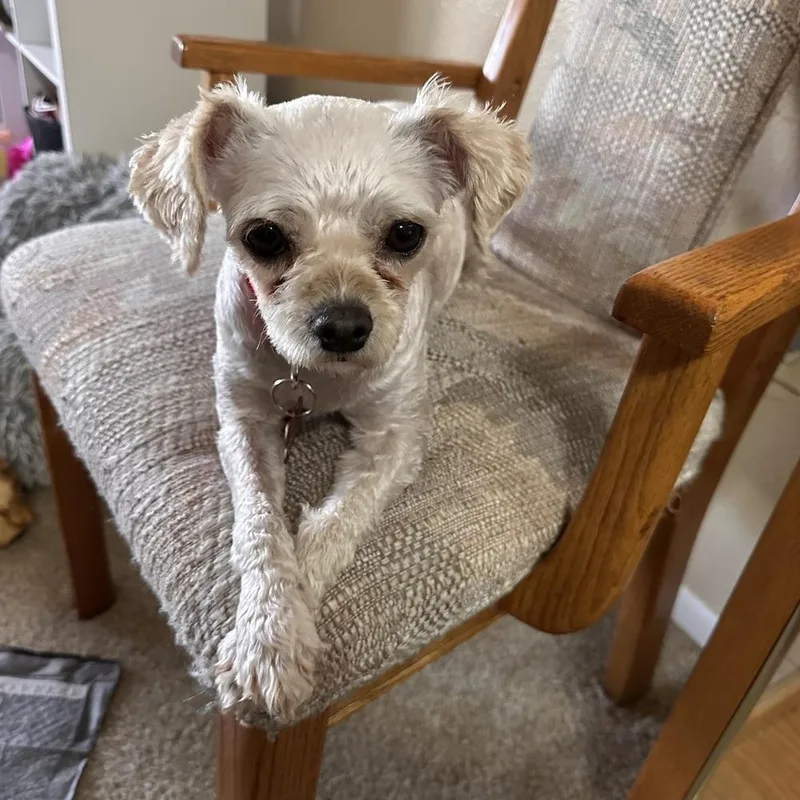 An adult small-sized female Terrier dog named Snowy for adoption in Broomfield, CO