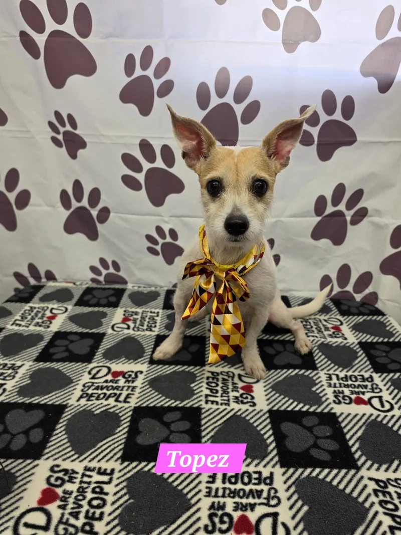 An adult medium-sized female Chihuahua dog named Topez for adoption in Metairie, LA