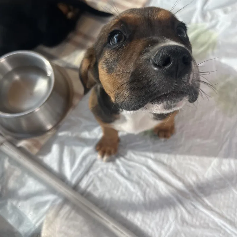 A baby small-sized male Brown / Chocolate Mixed Breed dog named Scorpion for adoption in Bentonville, AR