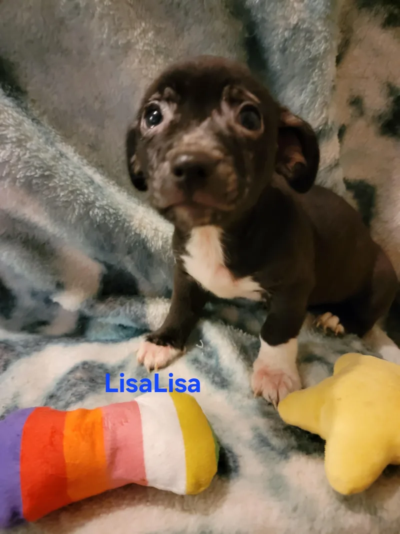 LisaLisa