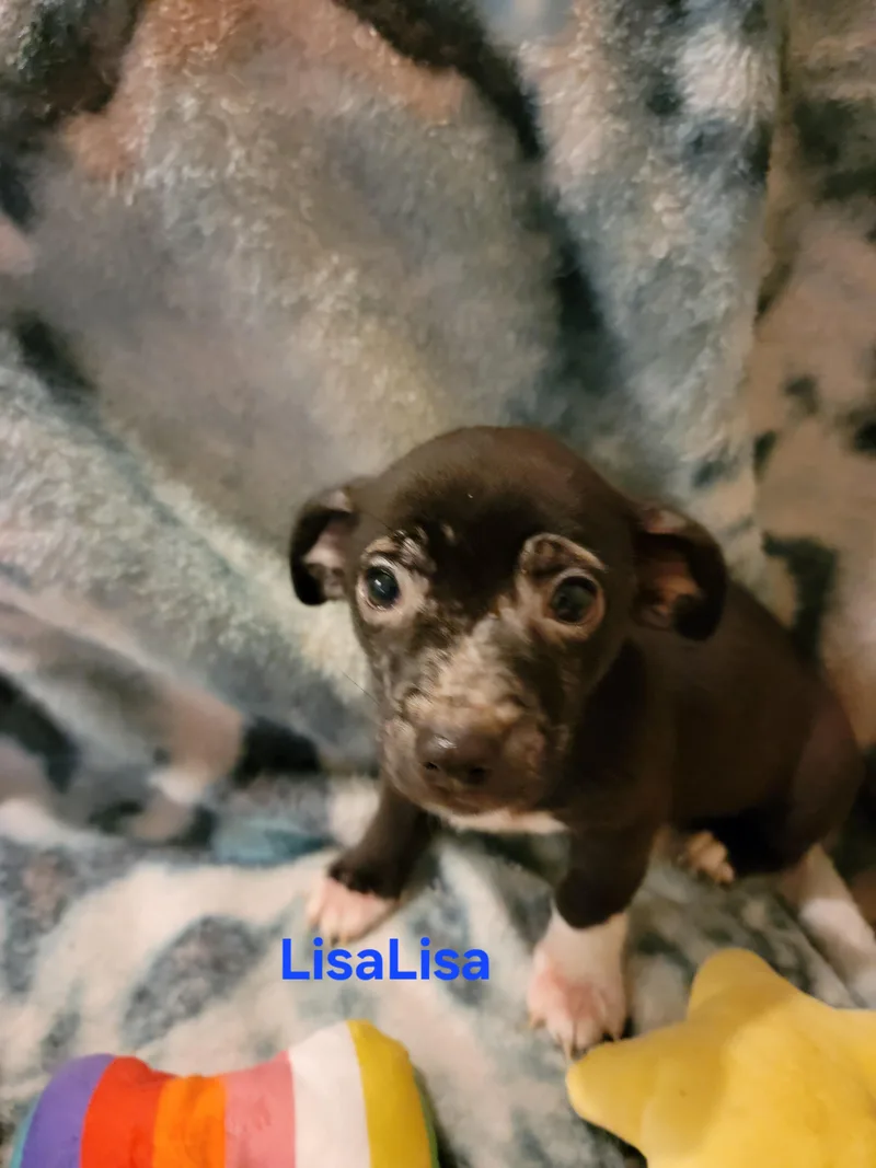 LisaLisa thumbnail 2
