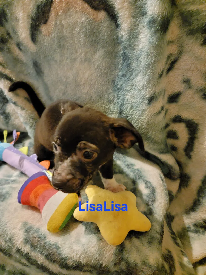 LisaLisa thumbnail 3