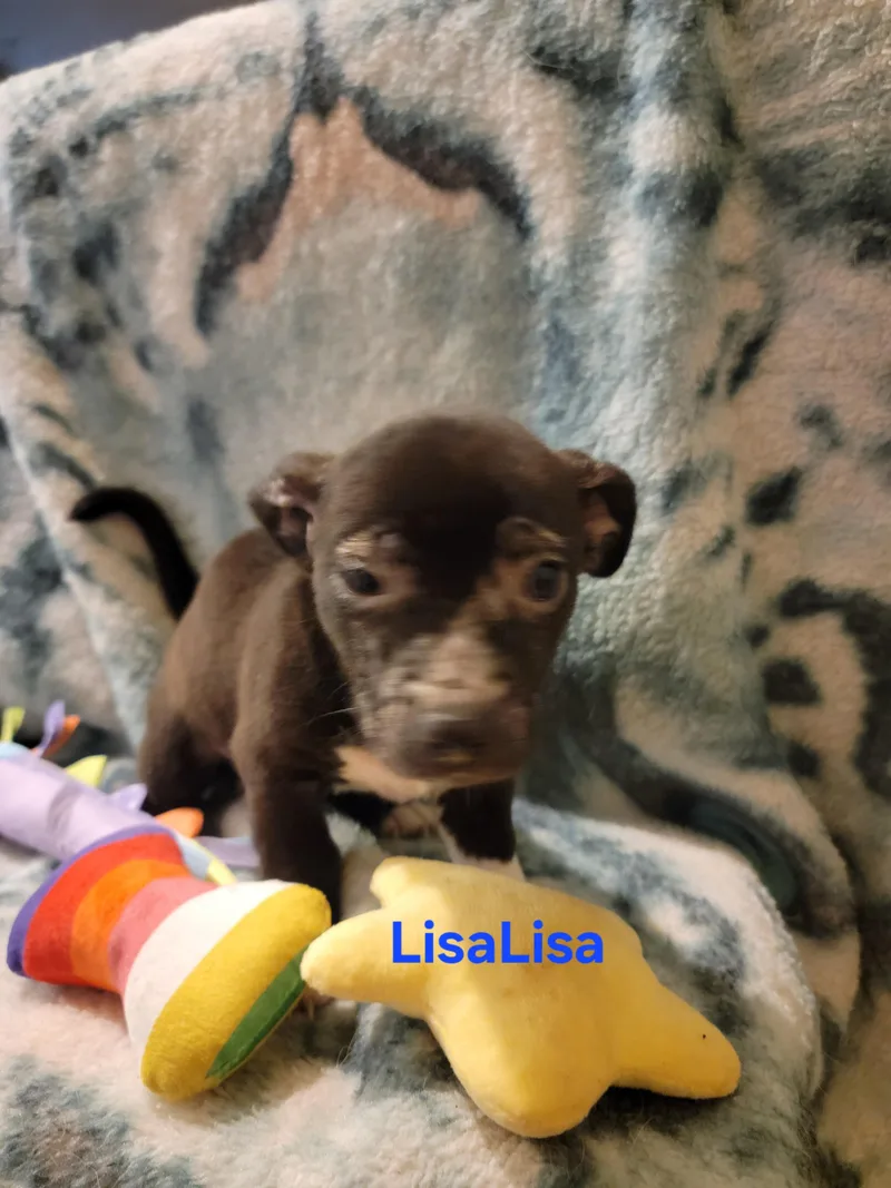 LisaLisa thumbnail 5