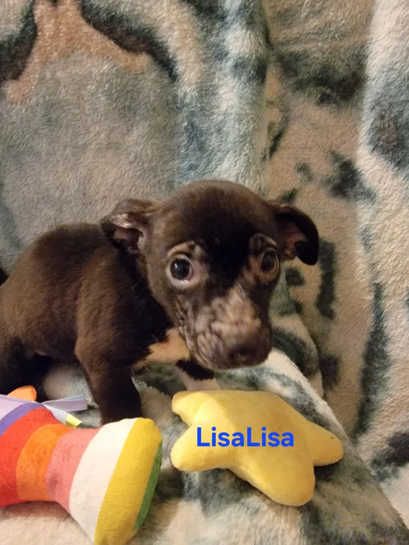 LisaLisa thumbnail 6