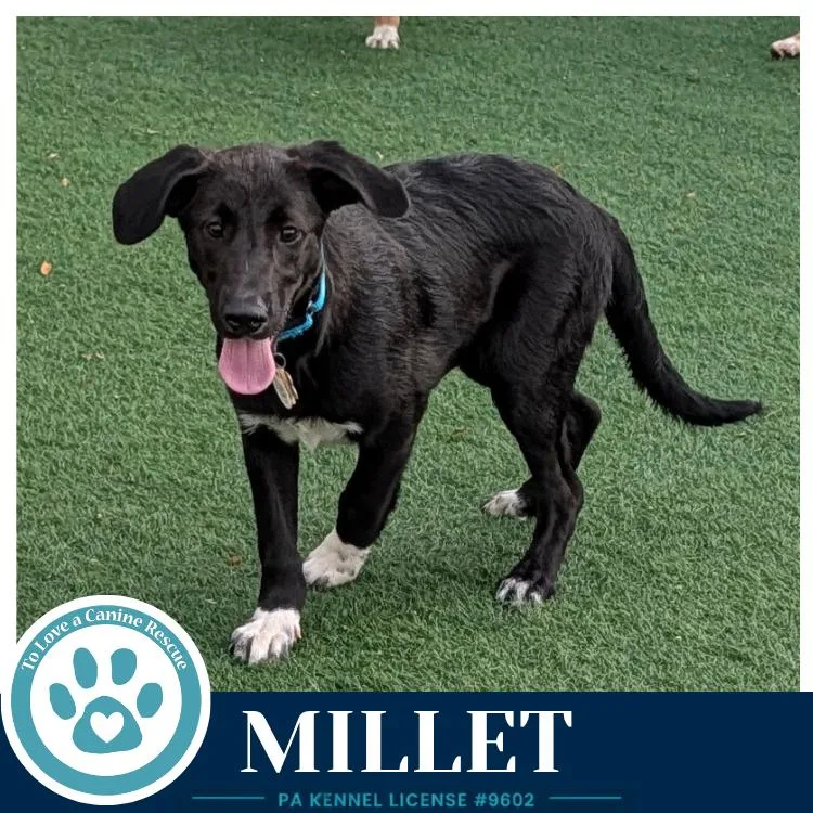 Millet