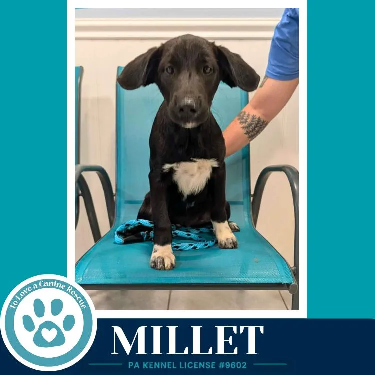 Millet thumbnail 2