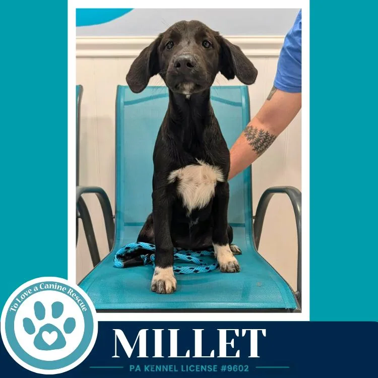 Millet thumbnail 3