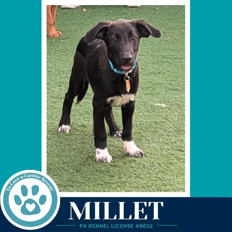 Millet thumbnail 4