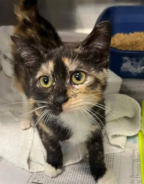 A baby medium-sized female Domestic Short Hair cat named Penelope for adoption in Houston, TX