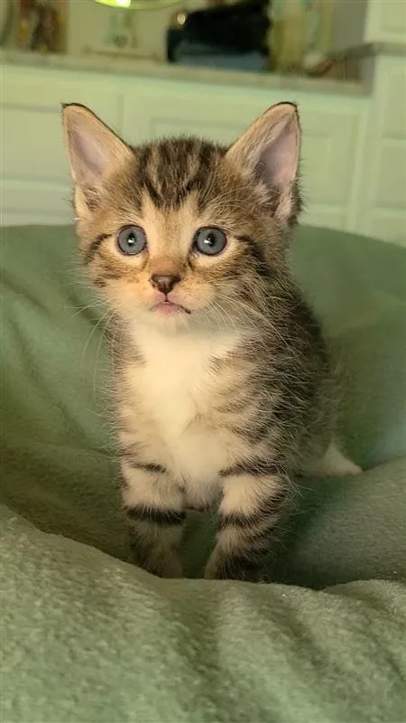 Hazelnut