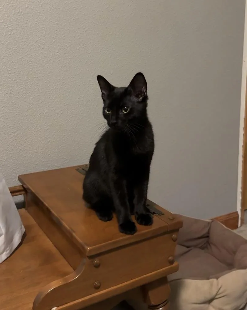 A baby medium-sized male Black Domestic Short Hair cat named Toe Beans for adoption in Lafayette, CO
