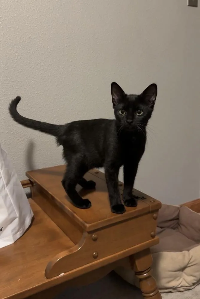 Toe Beans thumbnail 3