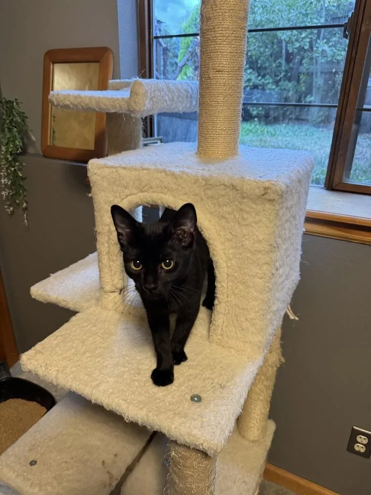 Toe Beans thumbnail 4