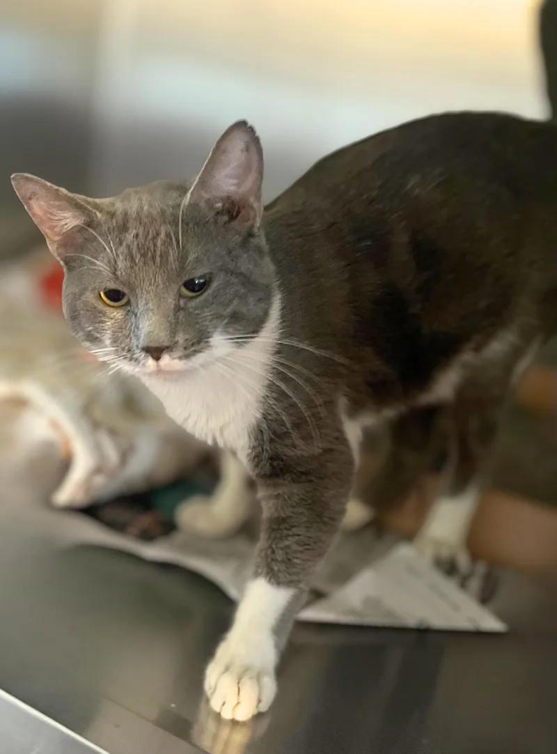 An adult medium-sized male Gray & White Domestic Short Hair cat named Manhattan for adoption in Seville, OH