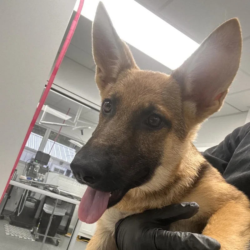 A baby large-sized female Yellow / Tan / Blond / Fawn German Shepherd Dog dog named Excaliber for adoption in Lakeland, FL