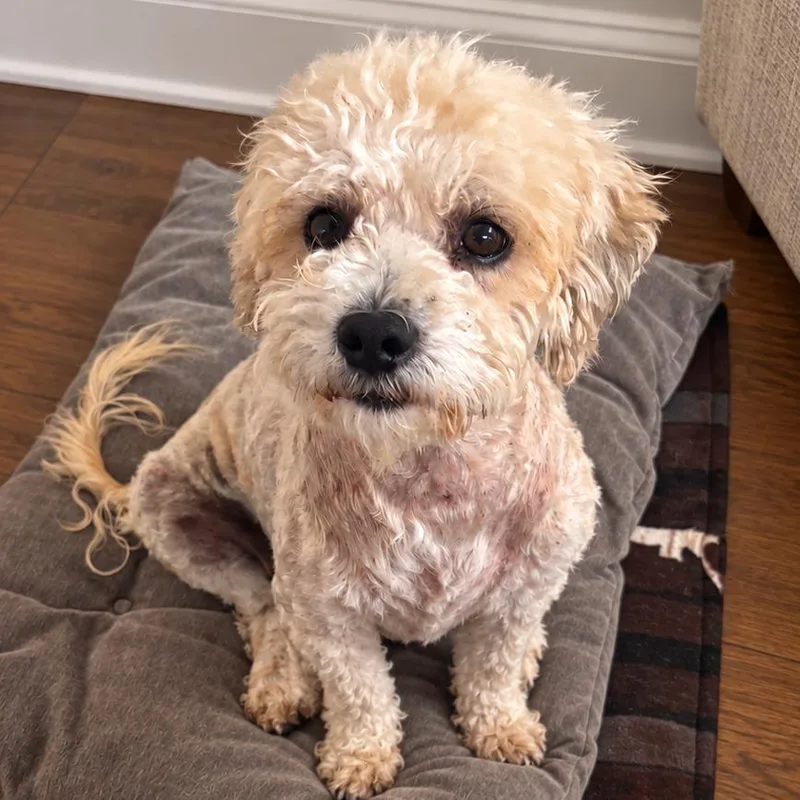 An adult small-sized female Poodle dog named Eloise for adoption in Sonoma, CA