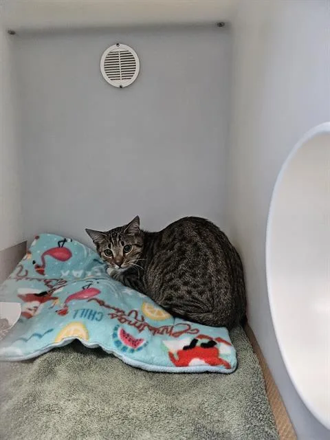 A young medium-sized female Domestic Short Hair cat named Strawberry Shortcake for adoption in Palmetto, FL