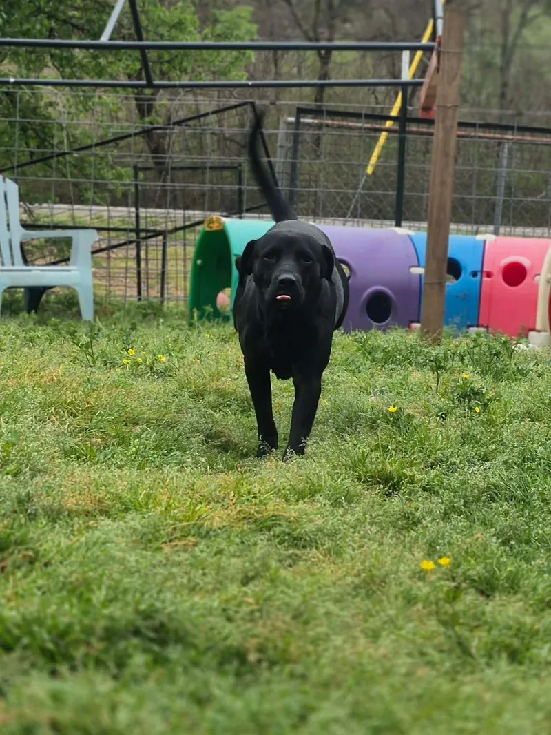 An adult medium-sized female Black Labrador Retriever dog named Arizona for adoption in Dover, AR