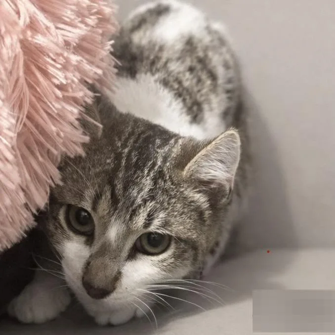 A young small-sized male White Domestic Short Hair cat named Pepper for adoption in Austin, TX