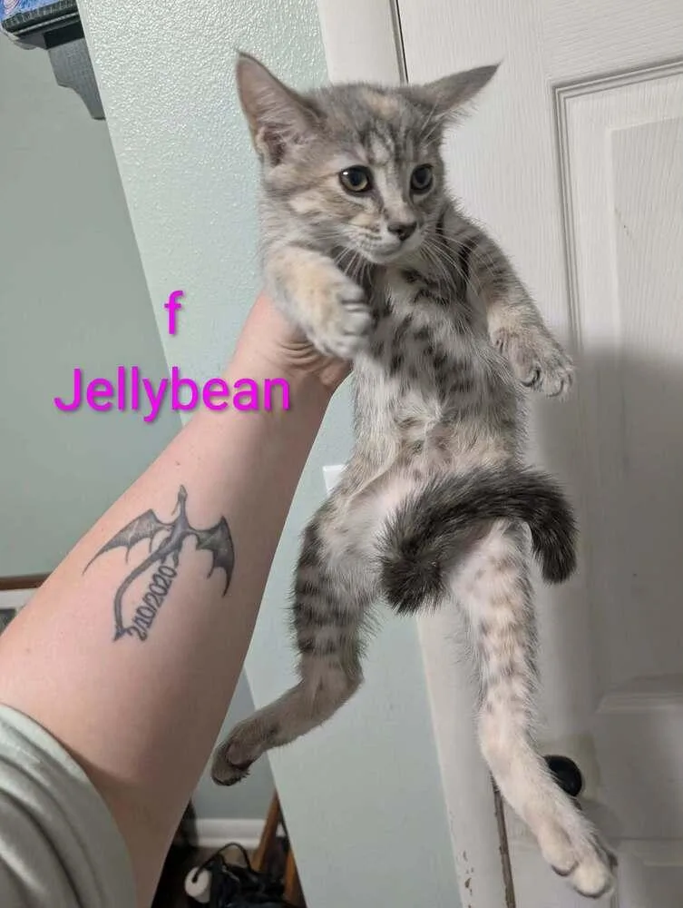 Jellybean
