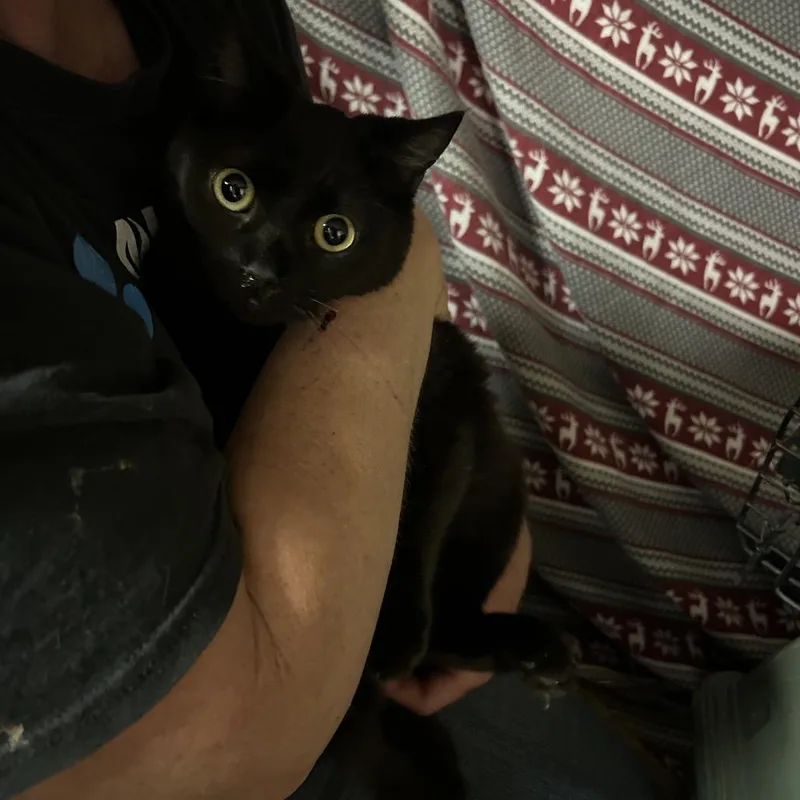 A young medium-sized male Black Domestic Short Hair cat named Hartford for adoption in Hemet, CA
