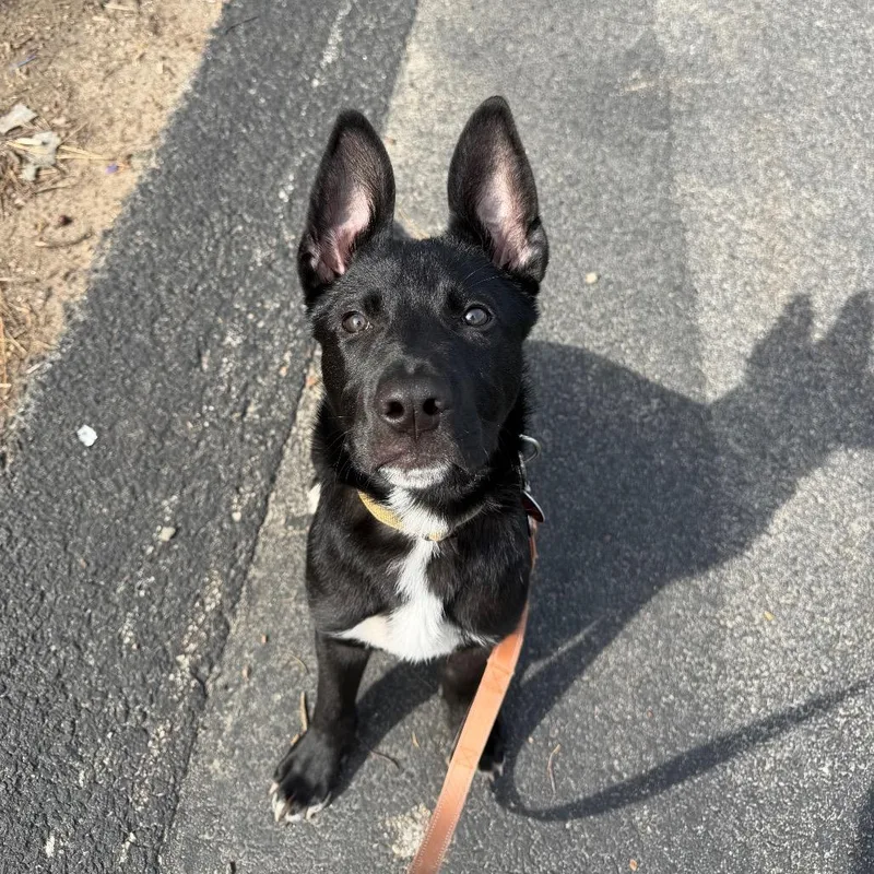 A baby small-sized male Black German Shepherd Dog dog named Kane for adoption in Warwick, RI