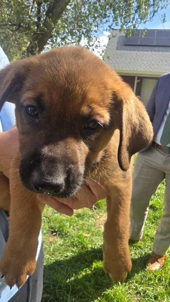 A baby medium-sized female Black Mouth Cur dog named Ginger for adoption in Salt Lake City, UT