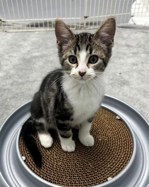 A baby small-sized female Domestic Short Hair cat named Meepers for adoption in Geneva, IL