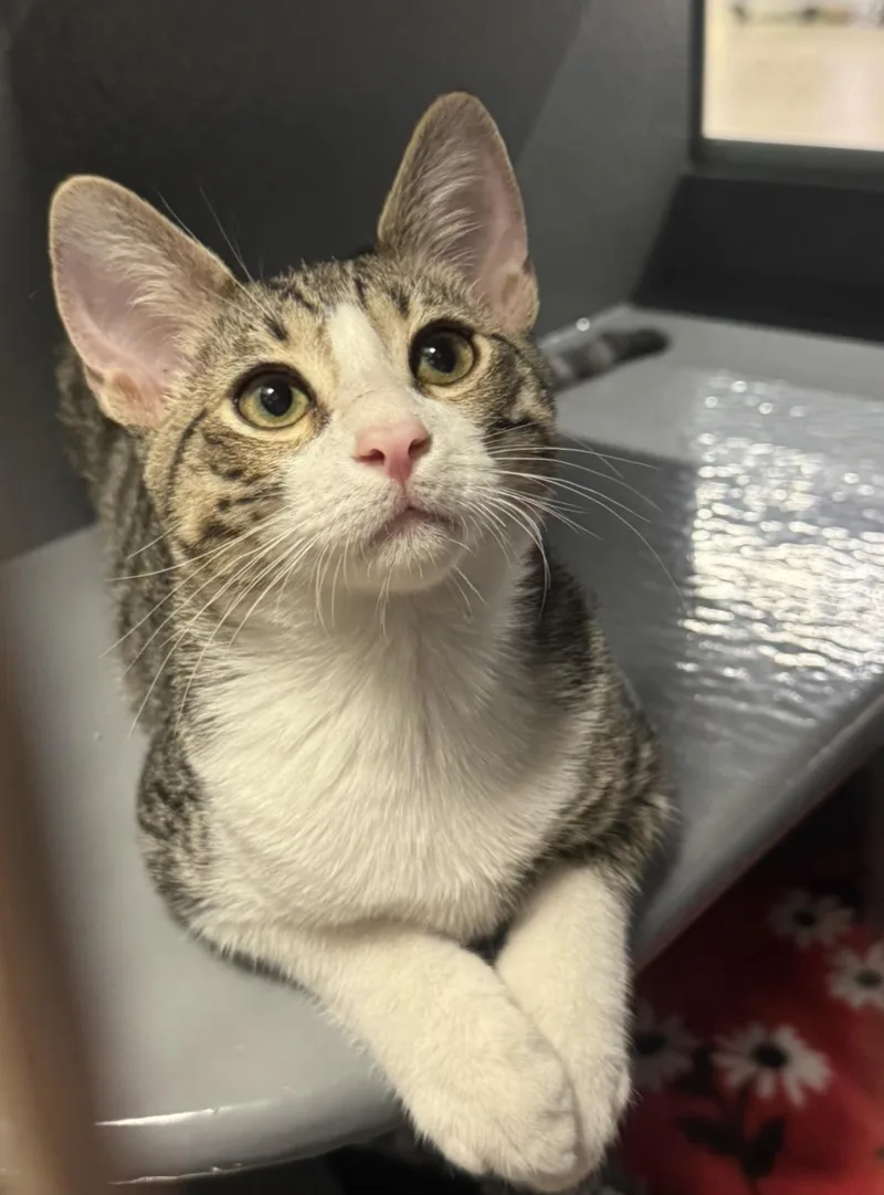 A baby small-sized male Brown / Chocolate Domestic Short Hair cat named Mouse Wiggles for adoption in Chandler, AZ