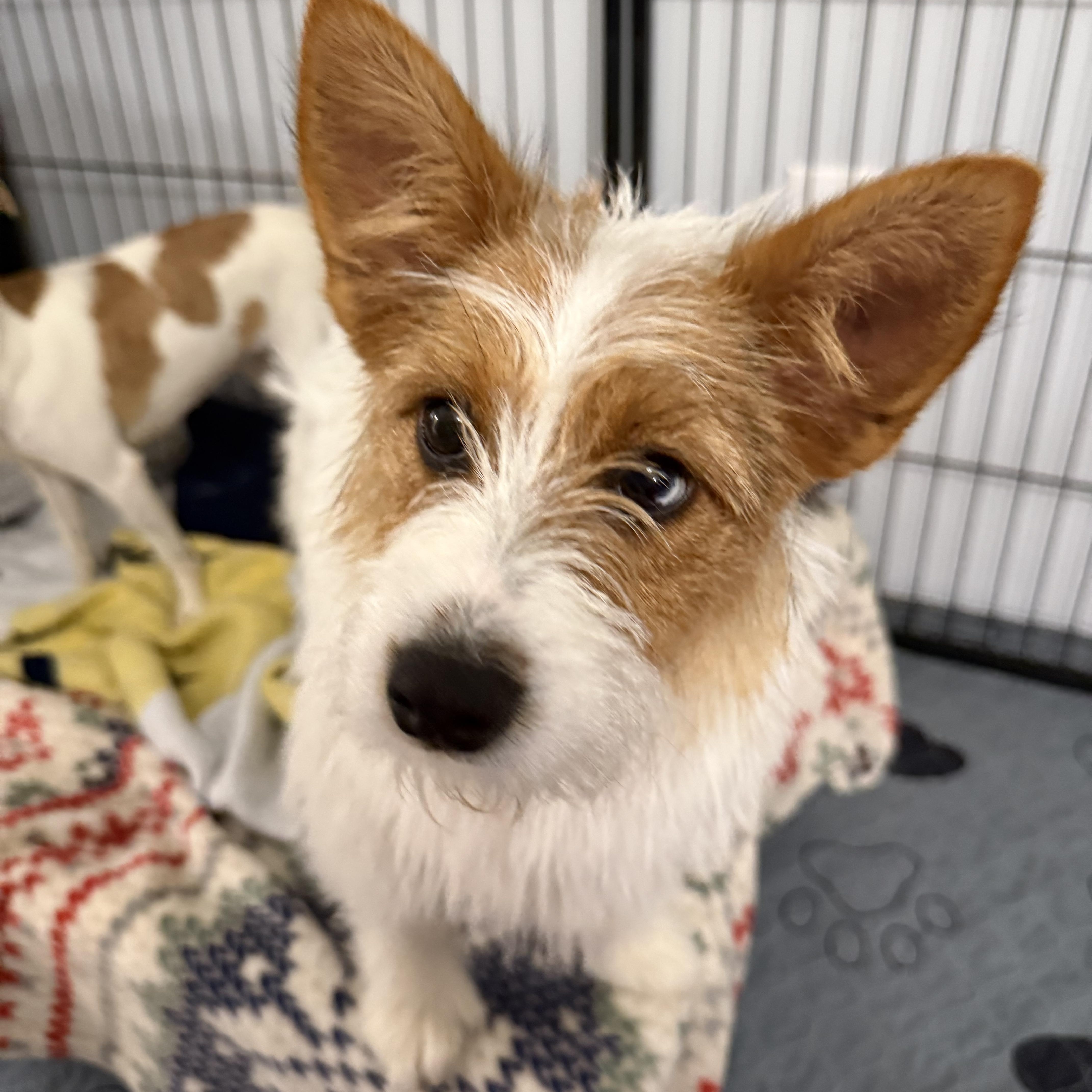 Buttercup thumbnail 2