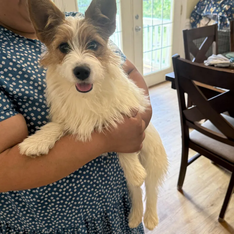 Buttercup thumbnail 3