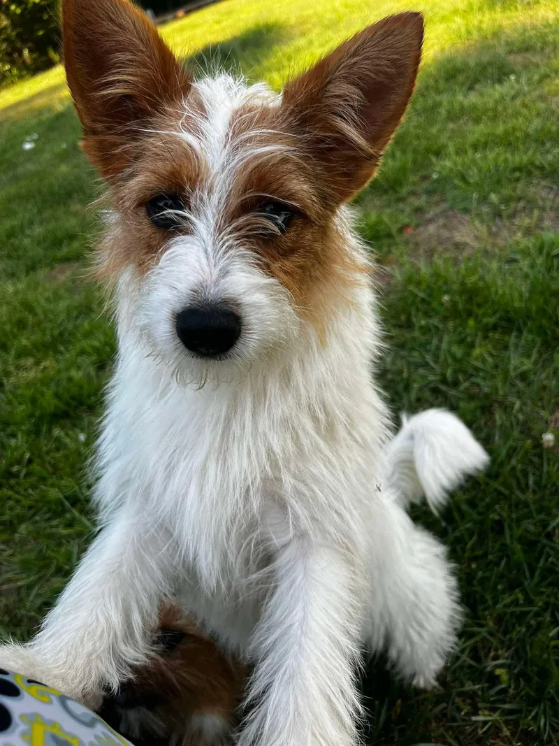 Buttercup thumbnail 4