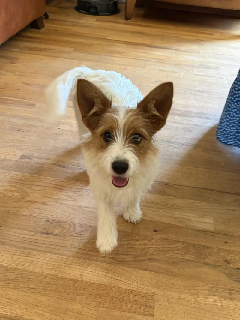 Buttercup thumbnail 6