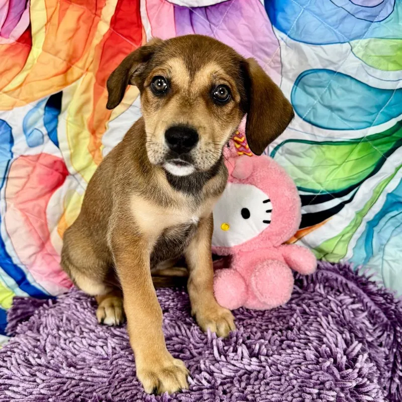 Redlemon Meringue thumbnail 2